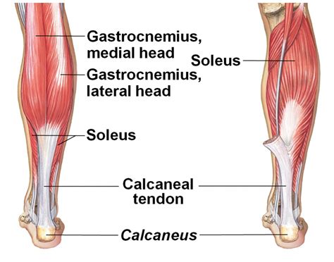 soleus muscle tear test|which body region should be avoided during myofascial release techniques.